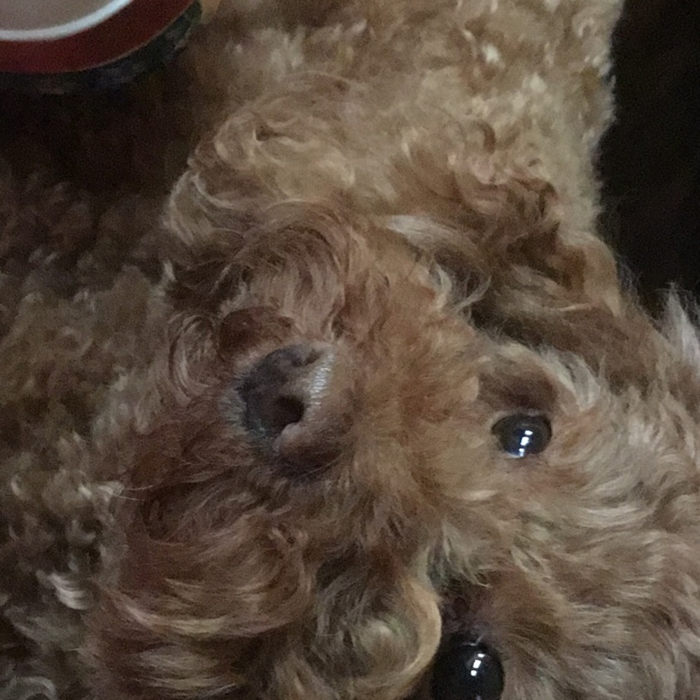 Meet your Posher, Stacy